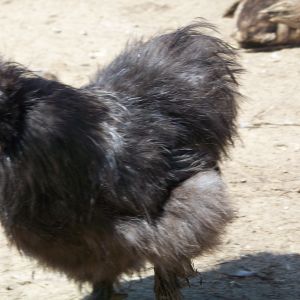 Romeo (black/blue Silkie roo). Poor little guy. Once I get my silkie/showgirl breeding pen set up, he will hopefully be back to his proud self.