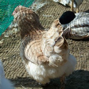 "Primrose" (aka Prim) - Salmon Faverolles bantam hen. I have no shortage of butt shots.