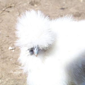 "Chicky-Chick" - tiny white Showgirl hen. Named by my (then 5 year old) son, lol. Couldn't get a good shot of her. She's utterly adorable. She's my absolute favorite. <3