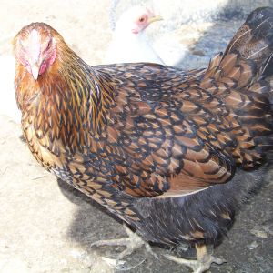 "Goldie (Hen)" - LF Gold-laced Wyandotte hen. She's very unsocial, and this was the best shot I could get..stink eye.