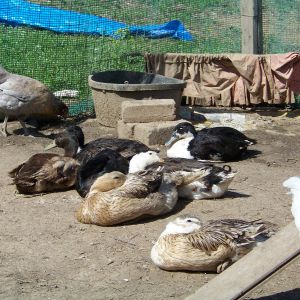 Nap time, cont.
Rebecca (Silver Appleyard hen, in front), Daffy (Appleyard? mutt hen, behind), Charlie (black Magpie drake, behind), Pants (black Swedish mix hen, back right), Goliath (black mutt drake, that black blob behind Daffy), Puddle (tiny Khaki Campbell mutt drake, far left), and Swedey (tiny black Swedish mix hen, back middle). This is only half of the duck flock. Rupie (EE pullet) behind.