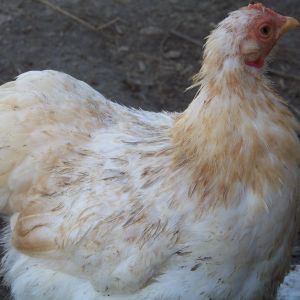 Dolly (Lemon Barred Cochin bantam hen) again. She doesn't actually have any dark feathers, she's just perpetually dirty.