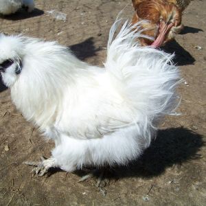 Sergeant (white Silkie roo). Crawling low to avoid being tossed around like a rag doll in the wind.
