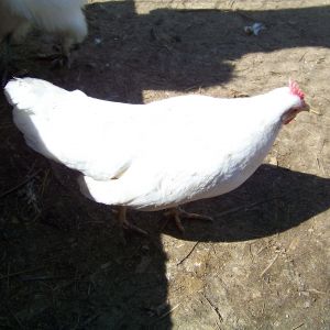 "Mama" - white Leghorn bantam hen. Doesn't like having her picture taken.