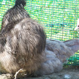 Romeo (black/blue Silkie roo) showing off his fluffy booty. Rupie (EE pullet) hiding behind. Sergeant (white Silkie roo) poking in.