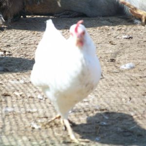 "Mama" (white Leghorn bantam hen) - trying to dodge the camera again.