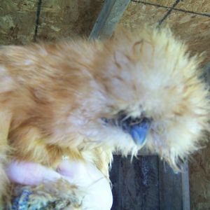 Rosie (buff Silkie hen). "Get that camera out of my face." Her crest is usually poofier - it got a little wet in the rain yesterday and hasn't fully dried.