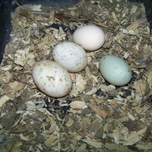 Today's bounty. The dirtiest are duck eggs (because they can't lay in a clean nestbox like civilized birds). In back, bantam egg. Believe it or not, the blue (aqua/sea-foam-y) is a duck egg, too! I didn't believe it myself until, a week later than their chicky siblings, 3 little mallard/call cross chick imposters popped out of those blue eggs!