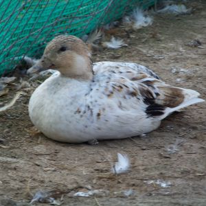 "Plucky" - Snowy Call hen. She's a teeny-tiny little thing. Small even for a Call.