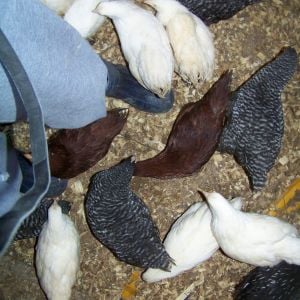 "The Meyerbabies".

These are from a Meyer Rainbow Pullet Pack, mail-ordered. Started with 27 (9 White Rocks, 4 Buff Orpingtons, 5 Rhode Island Reds, 4 Barred Rocks, 3 Silver Laced Wyandottes, and 2 Silver-laced Polish), down to 4.. YES, 4!

They started dying a week after they got here and I lost one like clockwork every few days, until they were 4.5 months old. The remaining 4 (1 BR, 1 SLW, and 2 WRs) are now 5 months old.
I contacted Meyer about the insane loss and they gave me store credit for a whole 2 of the 23 lost.. a whopping $3.98. They can take that and shove it, I'm never ordering from them again. I don't recommend anyone else does, either.