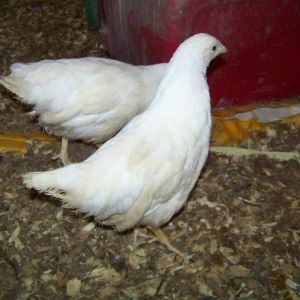 One of the White Rocks from my Meyer Rainbow Pullet Pack. At least, that's my best educated guess at what they are. Definitely can't tell any of them apart yet.
