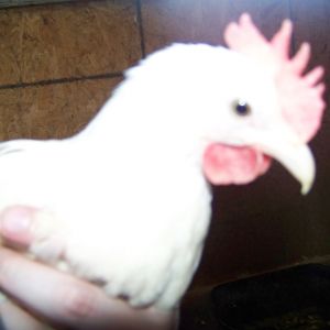 Scooter (white Leghorn bantam cockerel) again. He like the camera, but couldn't get good shots with the lighting in their half of the coop.