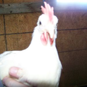 Another funny face from Scooter (white Leghorn bantam boy).
