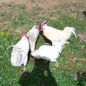 "The Bachelors" (#1,2,3 and 4). I took these guys off a friend because I wanted some unwanted roosters to "test" free-ranging around here. (This, my grandparents' land, used to be a chicken farm, but I'm a lot more wary than they were and love my chickens). If I lost them to the neighbor/family's dogs, or predators, it wouldn't be a huge loss. They've been free-ranging now (locked up at night) for a few weeks now and are doing well, and I've actually gotten attached to them. #1, the big peachy-tinted EE boy, and head honcho, is my favorite. I'm trying desperately not to name them (although I already have names rolling around in my head for them), in case I do lose them, but it's difficult. They're so handsome and look gorgeous roaming around here. They are very happy birds, as they have over 100 acres to roam (although they stick to about 1 right around the house..), grass and bugs galore, ponds, the horse pasture (*cough*manure) to pick through, and are put safely away at night.
They are all EE mutts, I believe. #1,2 and 3 have full muffs, but what look to be single combs whose tips have been lost to frostbite. #4 (right front, leaning down) is a puny guy with a pathetically picked tail, no muff, and a funky, huge, lop-sided comb.