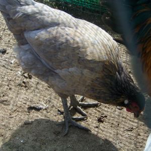 "Rupie" (DH named her Rupert when we hatched her..turned out Rupert was a gal..so it shortened to Rupie) - EE mutt pullet.