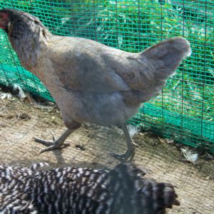 Rupie (EE mutt pullet) again. She's wild as can be and won't let me anywhere near her. Which is sad because she was my first-ever hatch and I adore her. One of the Bachelor's is likely her daddy.
And Dixie's (BR hen) back.