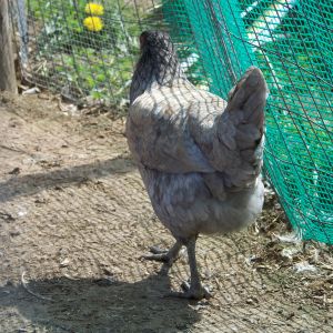 Rupie (EE mutt pullet) again. This is the view of her I usually see. "Can't touch this!!"
