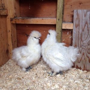 Right: pullet -Left: roo?