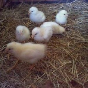 White plymouth rock chicks