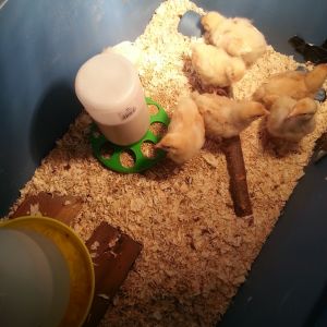 Baby chickies!!