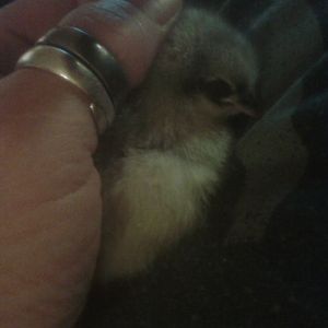 This is Bandit, he/she in a 2 day old Jersey Giant