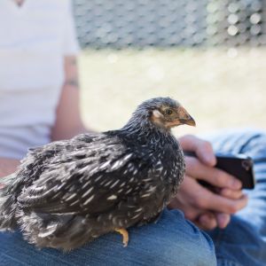 Lady at 5 weeks, 4 days old; happy on Dad's knee.