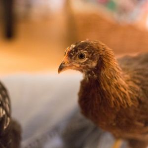 Leven's feathers have such pretty coloring at 6 weeks, 6 days.