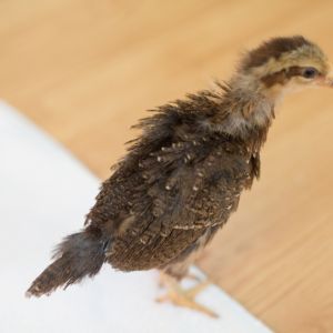 so awkward/adorable (Leven, 3 weeks, 5 days).