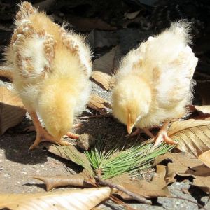 Our NH Red and Buff Orpington (Ruby and Buttercup)