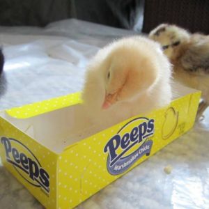 Buff Orpington, Barred Rock, Easter Egger