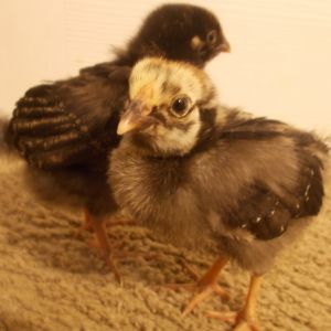 Had these 2 lovely Silver Laced Wyandottes for 2 weeks now c: