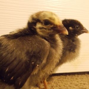 Had these 2 lovely Silver Laced Wyandottes for 2 weeks now c: