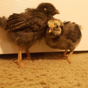 Had these 2 lovely Silver Laced Wyandottes for 2 weeks now c: