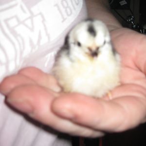 This was my first Bantam.  Turned out to be a Roo and I could not keep him.  I cried because he was my buddy.