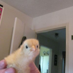 Ginger's first day as a Beasley