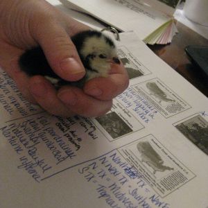 Baily studying with Momma