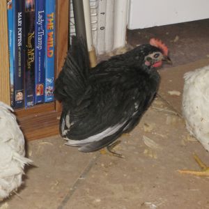 Bailey on the day his first crow confirmed he was a boy
