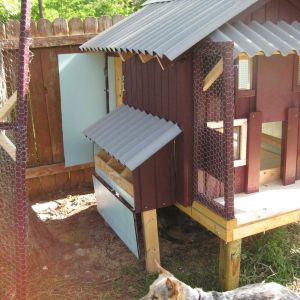Bella and the Whoop Coop during construction.... picture shows side access and the nesting box open.