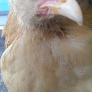 Peppa, my friendly girl who comes to sit on my lap in the evenings