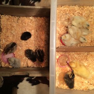 I could not tell my silkies apart but really wanted to learn their personalities so I put a different mark on top of each of their heads with different colored markers