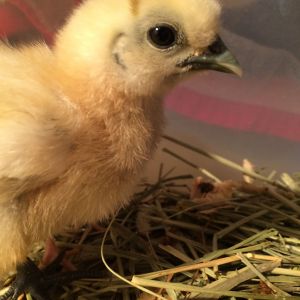 "Princes" w/ a gold stripe from side to side like a tiara.