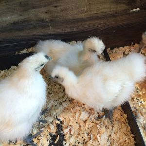 4/24/14 
Silkies @ 6-7 weeks & Bantams @ 4-5 weeks