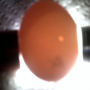 White bantam egg candleing Day14 nothing at all (no veins no movement) but huge air cell compared to the others