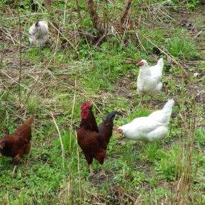 Chickens foraging.  Rhode Island Red, Leghorn, Barred-Rock X Leghorn