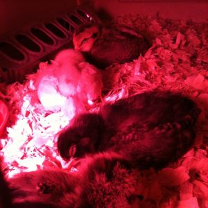 So cute, especially when they're sleeping!