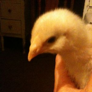 Lucy is an I don't know what. ;) The shop was only selling Araucanas and Barred Rocks, so maybe she's a packing peanut?