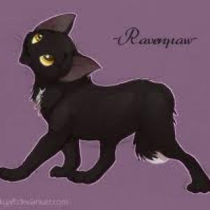Ravenpaw from Warriors