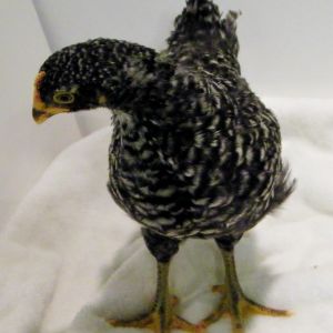 Barred Rock @ 6 wks