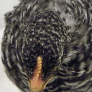 Barred Rock comb @ 6 wks