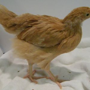 Buff Orpington @ 6 wks